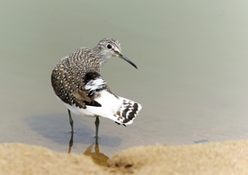 白腰草鹬 候鸟 小鸟 野生动物