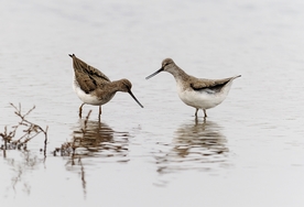 翘嘴鹬 候鸟 小鸟 野生动物