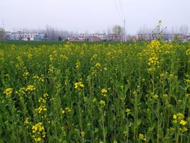 油菜花 油菜地 麦地