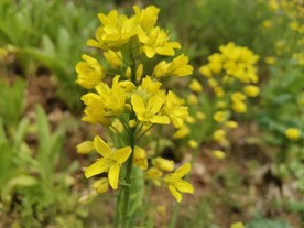 油菜花素材