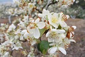 山楂花