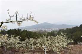 山楂花
