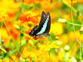 蝴蝶蝶恋花图片