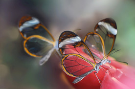 蝴蝶 奇风异俗 昆虫 植物 花