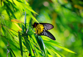 金色的蝴蝶 金裳 自然 蝴蝶