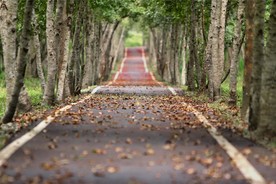 道路落叶