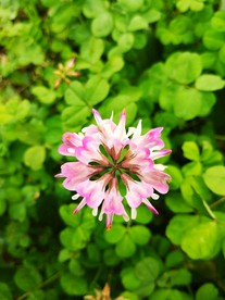 田地里的野花