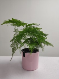文竹