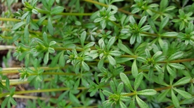 小草  青草 青青 嫩草 春天
