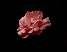 月季花