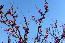 树  粉色  花  蓝色天空