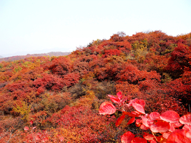 漫山红遍