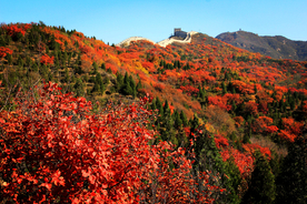漫山红遍