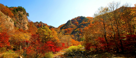 漫山红遍