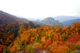 漫山红遍