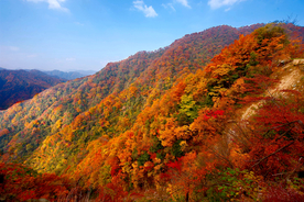漫山红遍