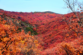 漫山红遍