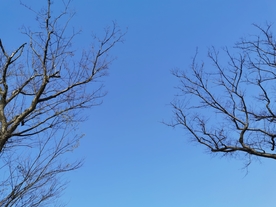 树枝蓝天