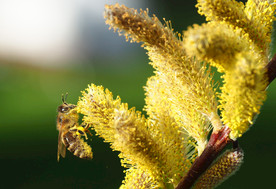 蜜蜂 蜂蜜 昆虫 花黄色