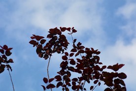 树与天空