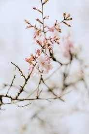 小清新文艺桃花风景