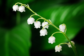 风铃花