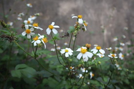 白花鬼针草