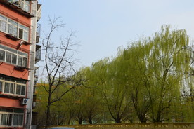 春柳