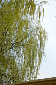 春柳