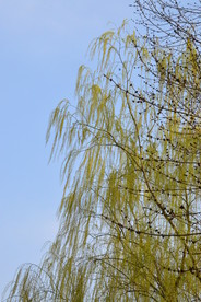 春柳