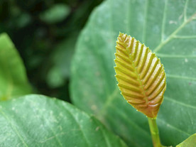 叶 绿色 金 植物 年轻的叶