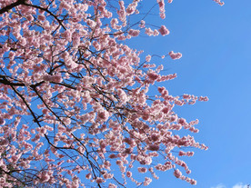 樱花 树 天空 观赏樱花