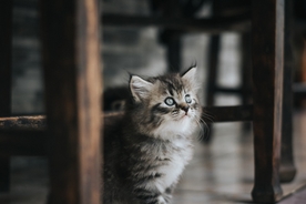 英国短毛猫