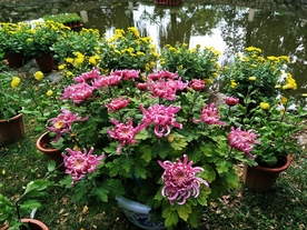 菊花