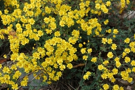 野菊花