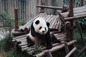 熊猫高清照片
