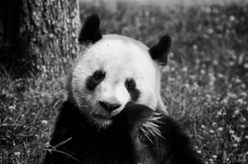 熊猫高清照片