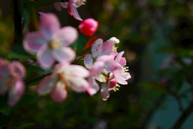 春天里的桃花