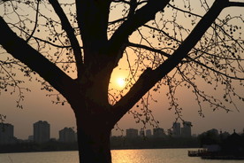 夕阳树