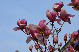 紫玉兰花