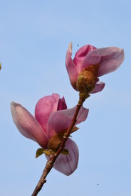 紫玉兰花