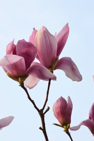 紫玉兰花