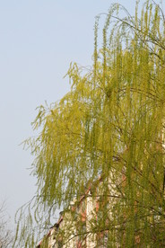 春柳