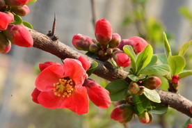 贴梗海棠花