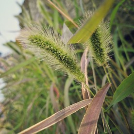 尾巴草
