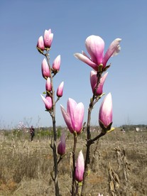 紫玉兰
