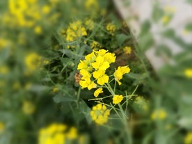 油菜花