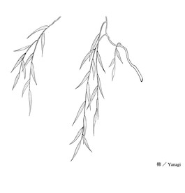线描柳叶