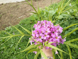 山野花