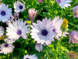 鲜花 花卉
